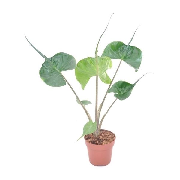 Alocasia stingray 1 Alocasia stingray