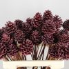 Stick Pine Cone Wax Red - Dennenappel h% 1