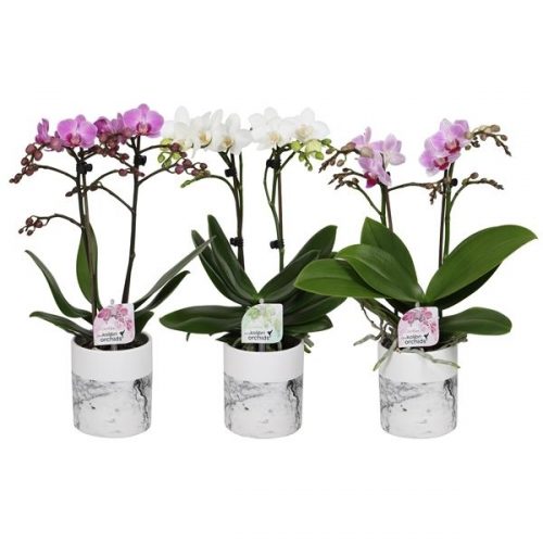 Phalaenopsis multiflora kolibri mix