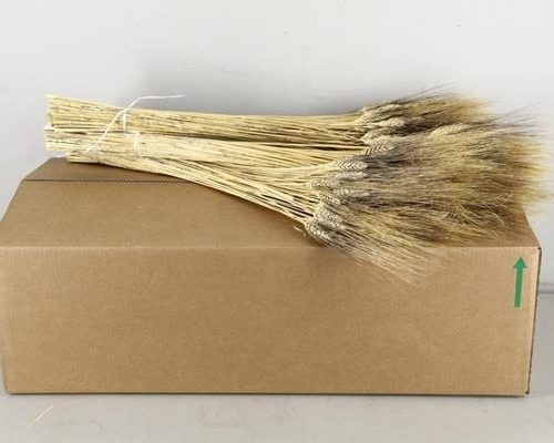 Df Triticum Black Beard Bs - Df Triticum Black Beard Bs