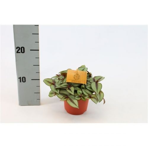 Tradescantia zebrina purpusii silver sicilian