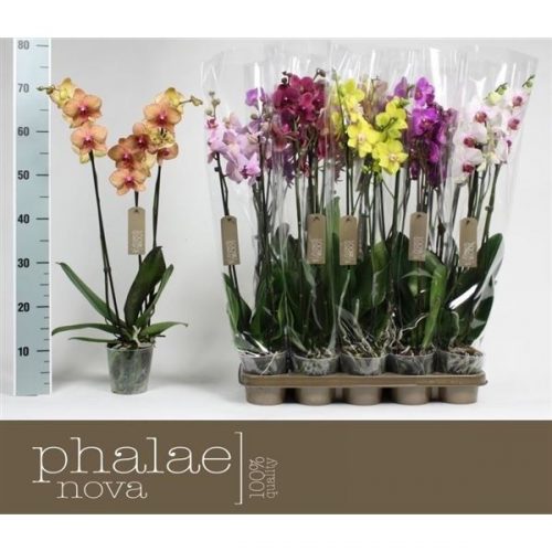 Phalaenopsis mix
