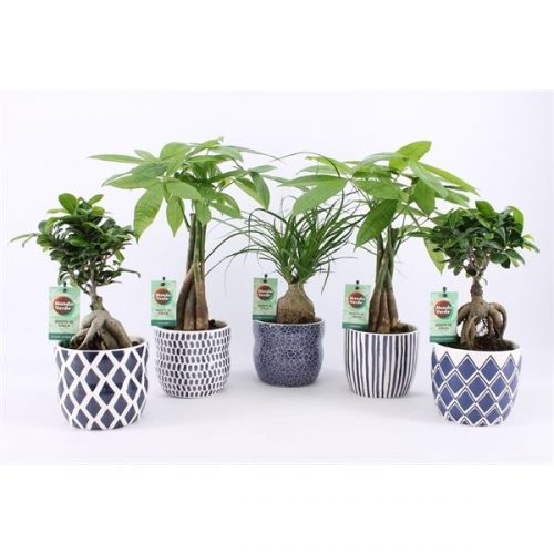 Kamerplanten mix asia