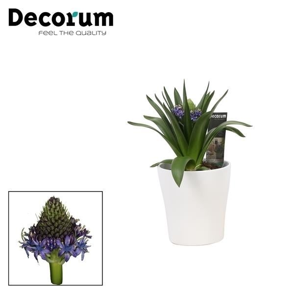 Scilla peruviana