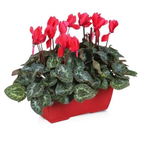 Cyclamen ton sur ton in rood duobak