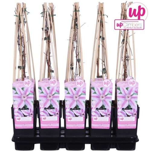 Clematis nelly moser