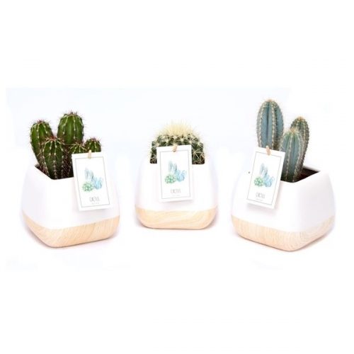 Cactus ioverig pr 19