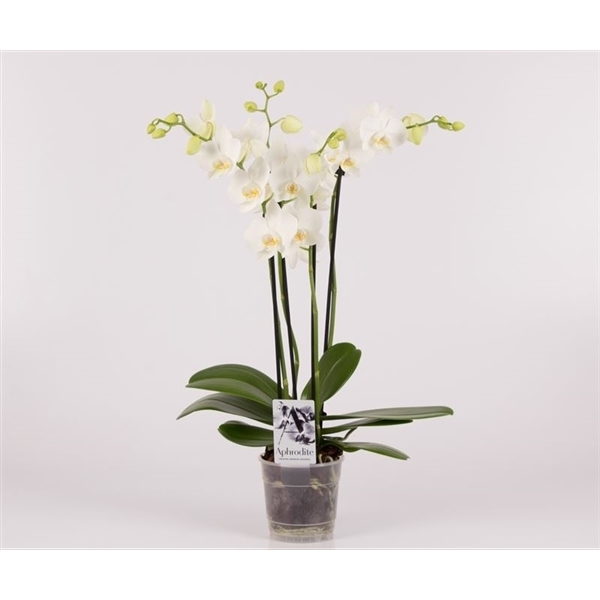 Phalaenopsis tropic snowball