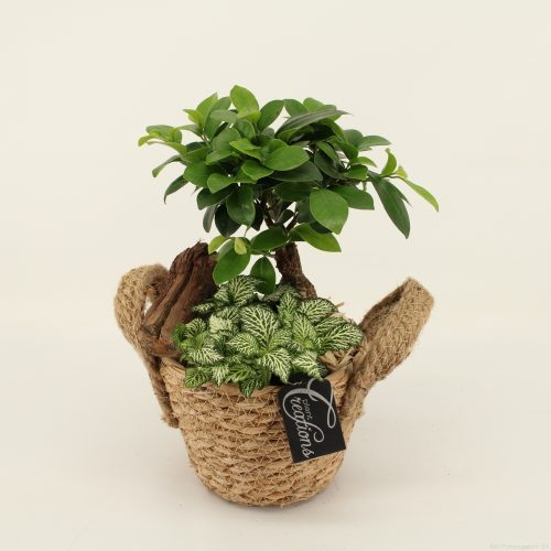 Grcr-2029 green creations	-	4	-	Adet