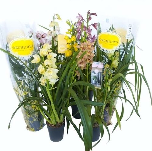 Cymbidium mix
