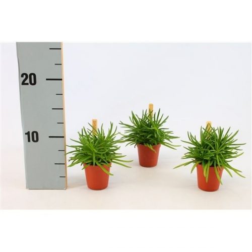 Senecio himalaya bambino