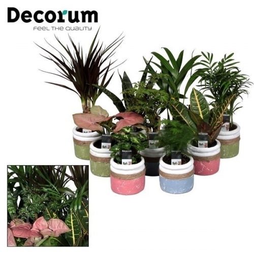 Kamerplanten mix	 in joy pot	-	9	-	Adet