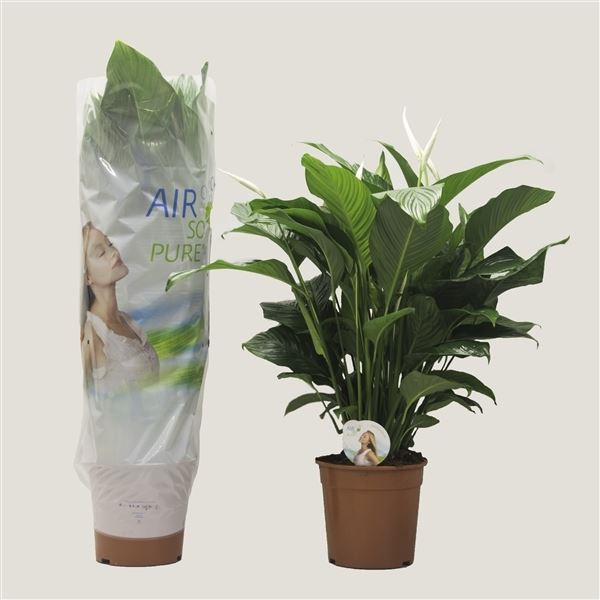 Spathiphyllum sweet lauretta 1 Spathiphyllum sweet lauretta