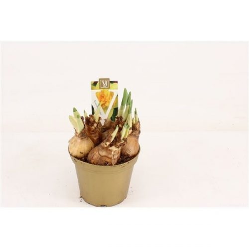 Narcissus dubbele telamonius plenus