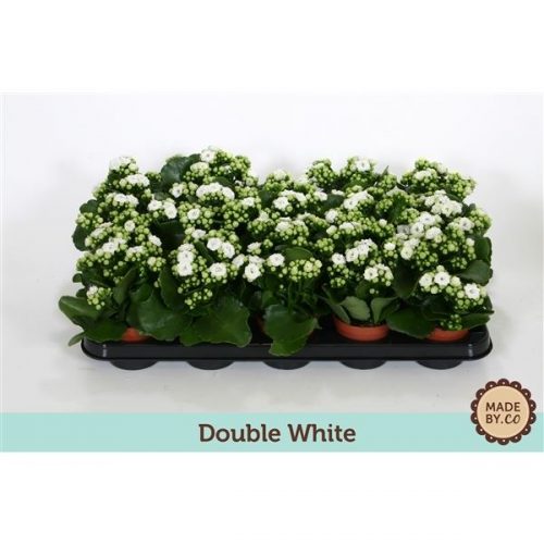 Kalanchoe calandiva wit