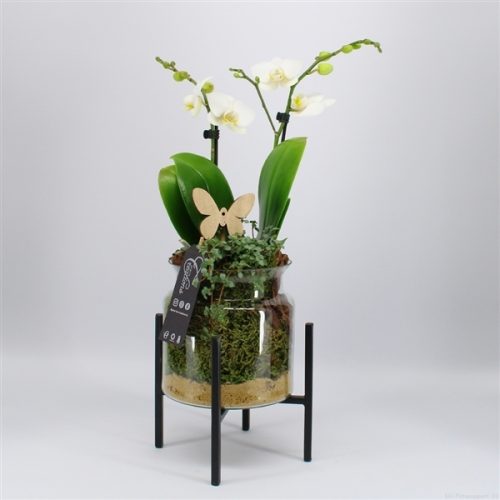 Phal-2016w phalaenopsis creatie	-	6	-	Adet