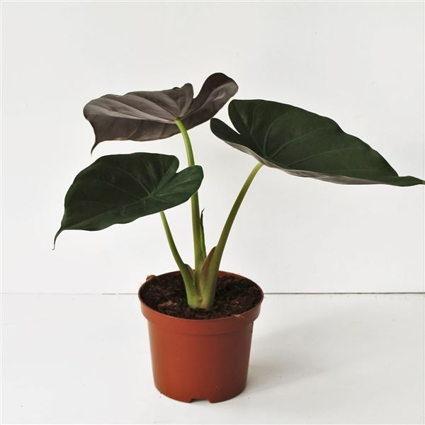 Alocasia wentii 1 Alocasia wentii