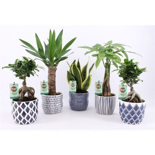 Kamerplanten amazone mix