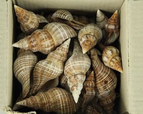 Shell Red Seval - Decoratiemateriaal