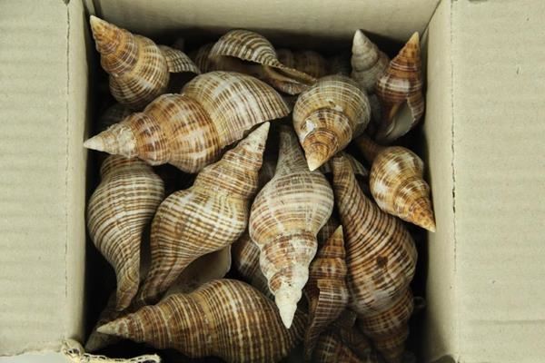 Shell Red Seval - Decoratiemateriaal 1 Shell Red Seval - Decoratiemateriaal
