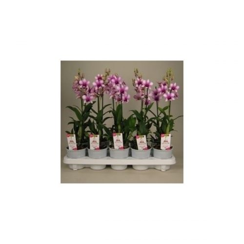 Dendrobium sa-nook polar fire