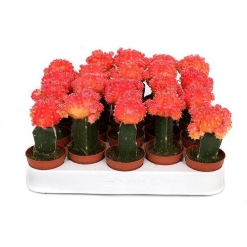 Gymnocalycium mihanovichii geent roze cg20lr