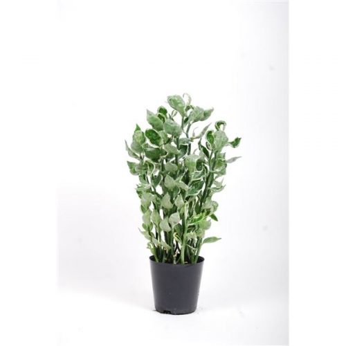 Pedilanthus tithymaloides mystery planet