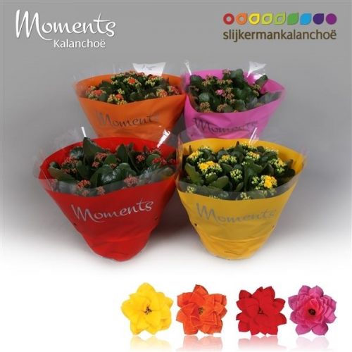 Kalanchoe calandiva mix