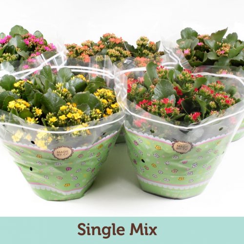 Kalanchoe mix calanday
