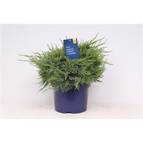 Juniperus x pfitzeriana pfitzerian