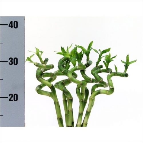 Dracaena lucky bamboo spiraal 30 cm