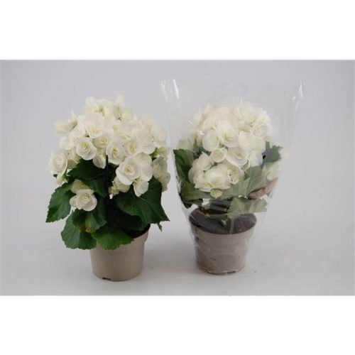 Begonia elatior hl. clara