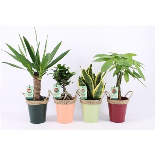 Kamerplanten amazone mix