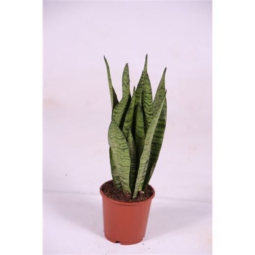Sansevieria zeylanica