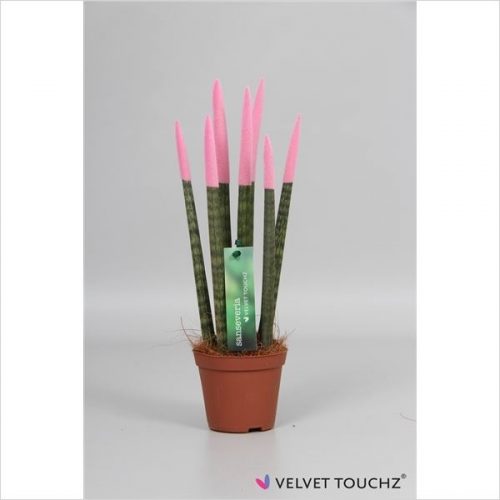 Sansevieria cylindrica spaghetti velvet svt09zk28