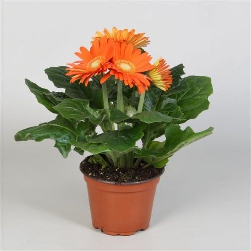 Gerbera colourgame oranje