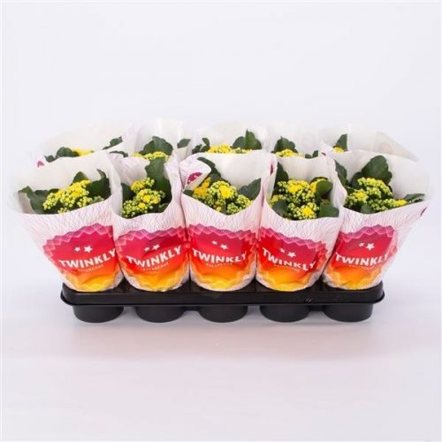 Kalanchoe calandiva geel twinkly