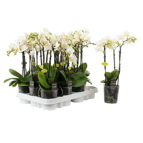 Phalaenopsis multiflora wit