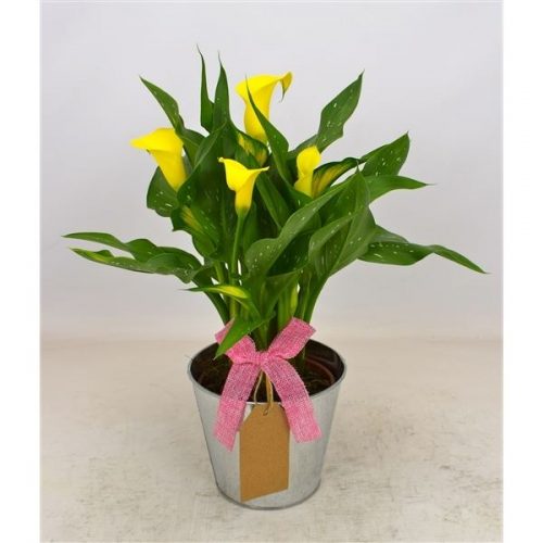 Zantedeschia sunclub 14-zink-022
