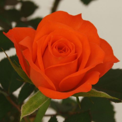 Rosa beau monde orange jewel