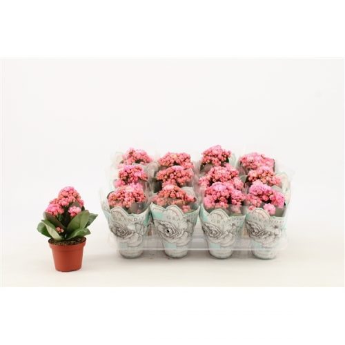 Kalanchoe grandiva roze / wit