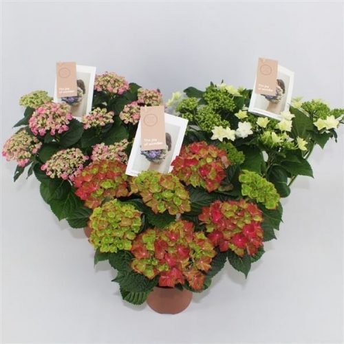 Hydrangea macr. mix special