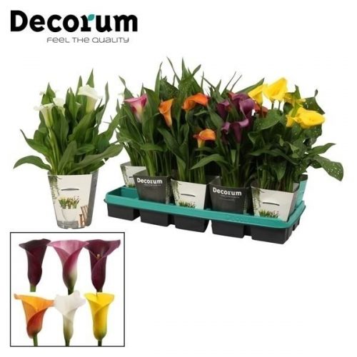 Zantedeschia mix	 met potcover	-	6	-	Adet