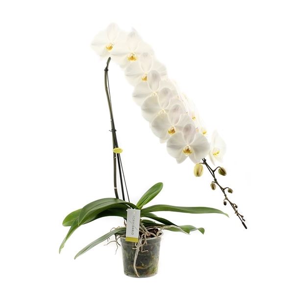 Phalaenopsis formidablo gfo15