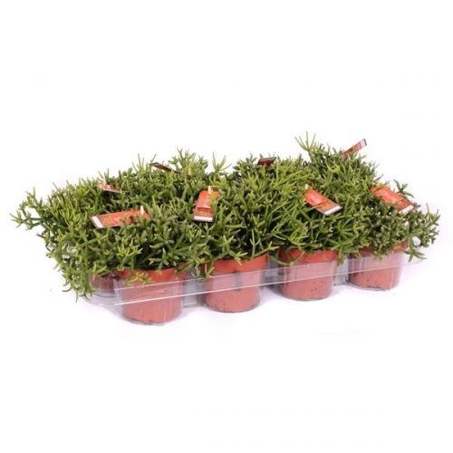 Rhipsalis burchellii