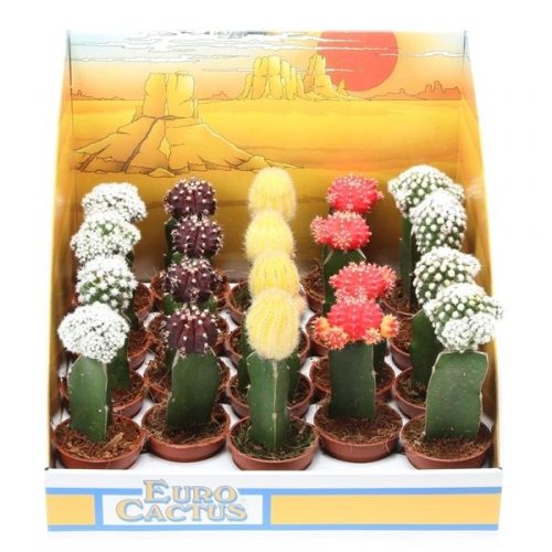 Gymnocalycum japan mix in showdoos pv5005