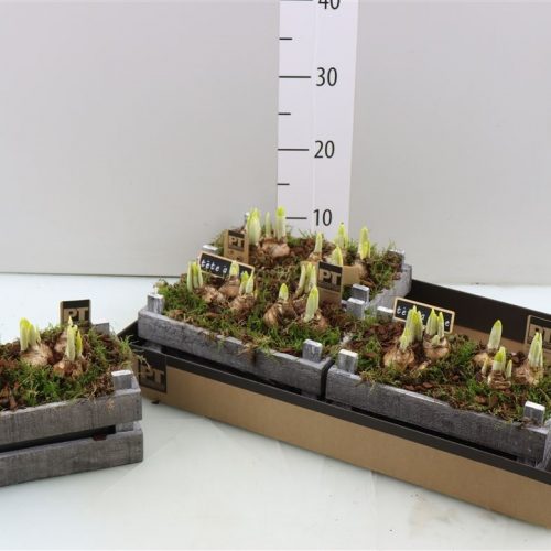 Arrangementen keramiek ovaal tcc 107	-	4	-	Adet