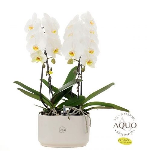 Phalaenopsis wit formidablo no.12
