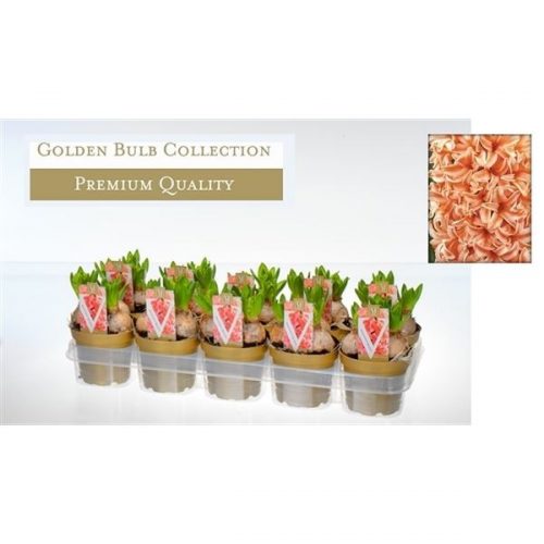 Hyacinthus orientalis gipsy queen