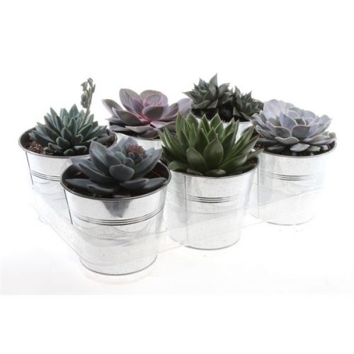 Succulenten mix in zinkpot po12012